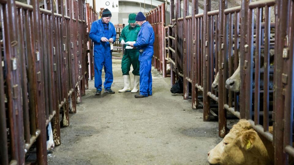 Pravidelná veterinárna kontrola: Každé zviera musí pred porážkou vyšetriť veterinár. Je to každodenná rutina.