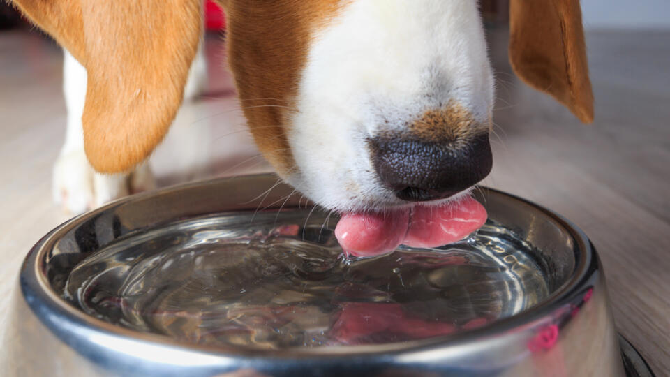 Beagle,Dog,Drinking,Clear,Water,From,Steel,Bowl,Close-up.