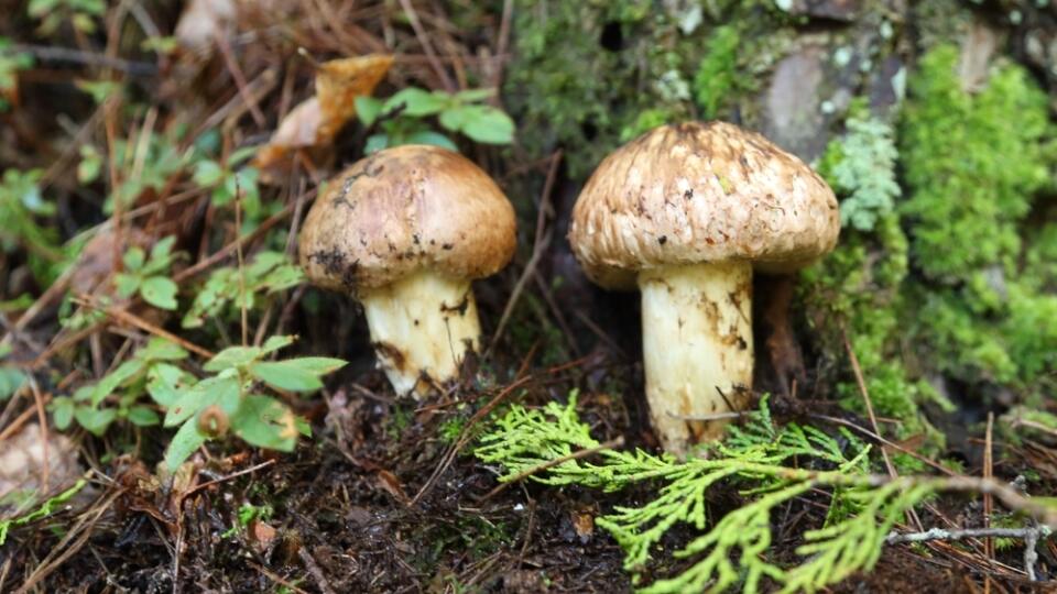 Matsutake,Mushrooms:,Matsutake,Mushrooms,Are,Highly,Prized,In,Japanese,And