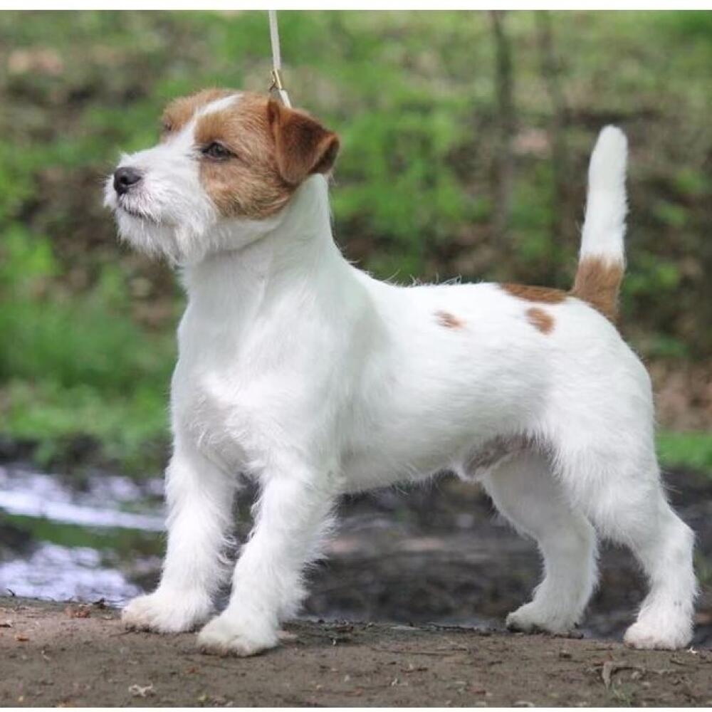 Jack Russel teriér