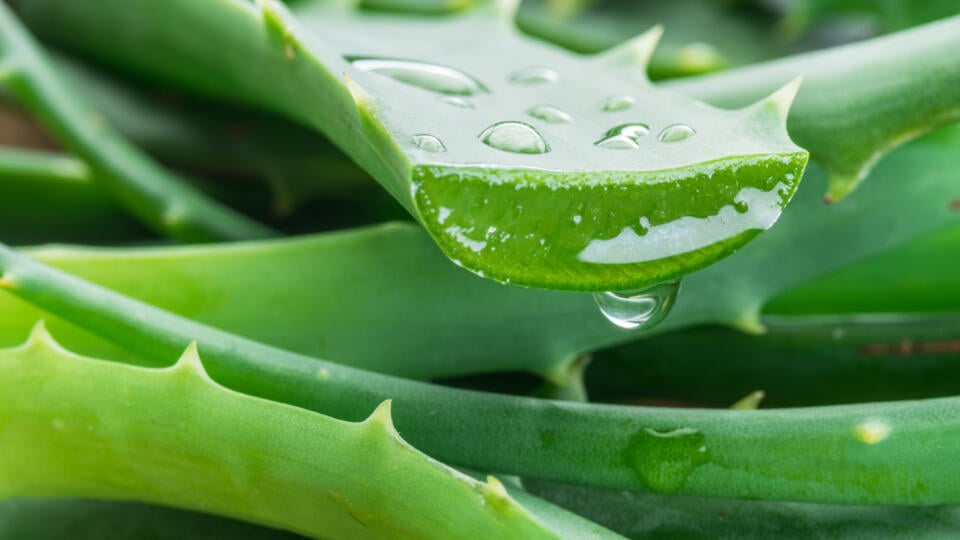 Aloe vera