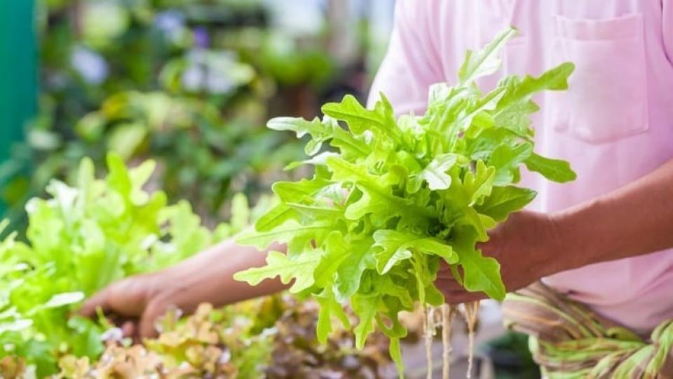 Baby leaf šalát zberajte už po štyridsiatich dňoch