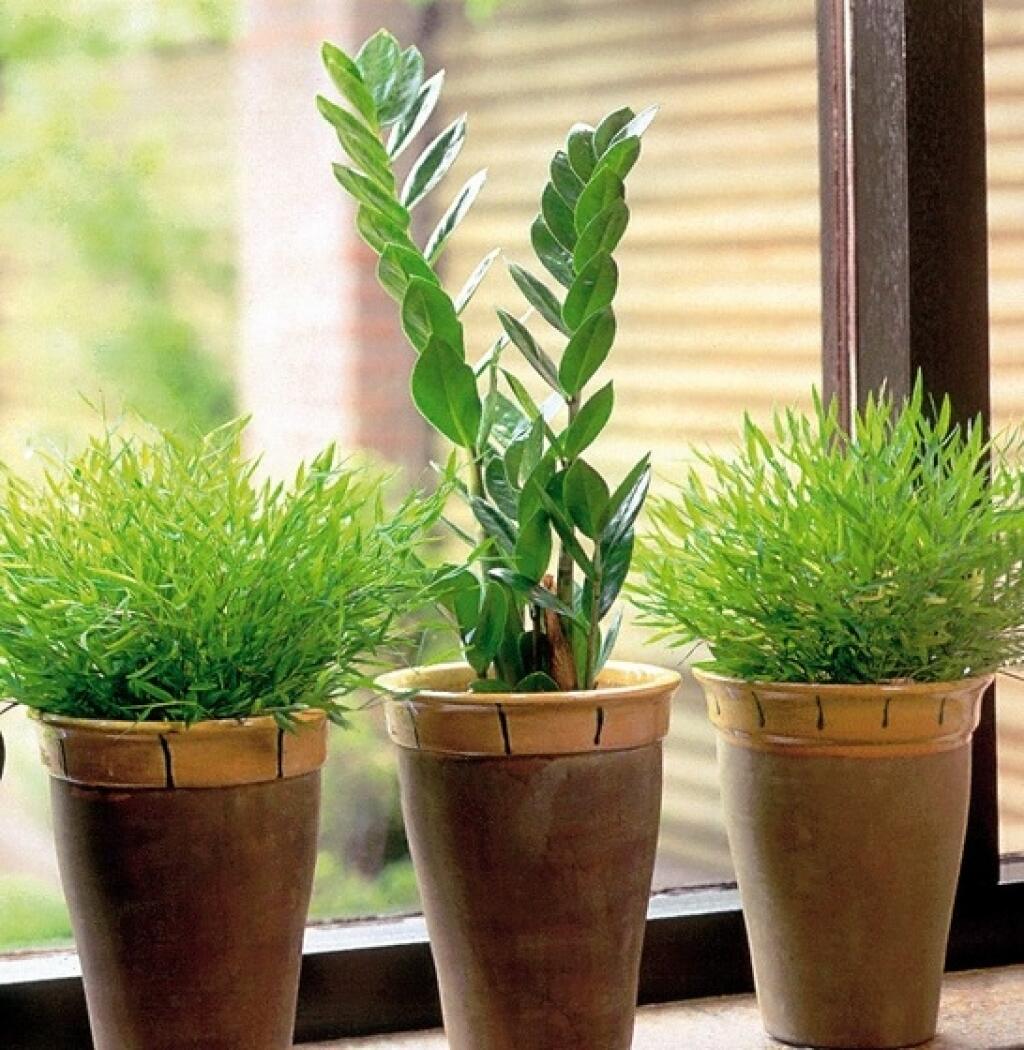Zamiokulkas (Zamioculcas zamiifolia) predstavuje trend medzi izbovými rastlinami, pretože veľmi dobre dotvára moderne zariadený interiér.