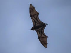 Vtáky a netopiere spôsobujú diery a olupujú fasády: Zbaviť sa ich nie je ľahké