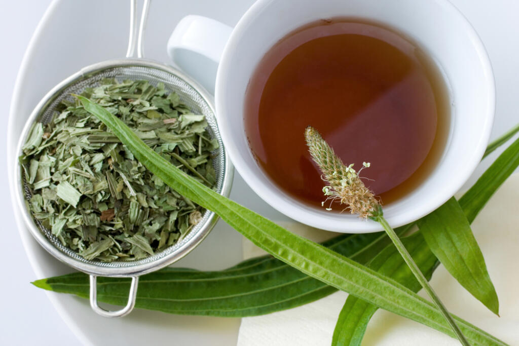 Homemade,Remedy,-,Herbal,Plantain,Tea,(plantago,Lanceolata),On,The