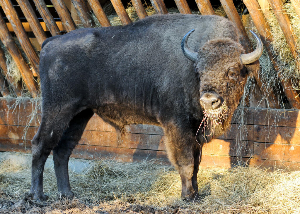 TOPOĽČIANKY: Zubria osada
Zubor európsky je najväčší cicavec žijúci na území Európy. Obora pri Topoľčiankach je jediným chovným miestom zubrov na Slovensku. V čase založenia tejto stanice žilo na svete len 150 jedincov tohoto druhu. Všetky zubry narodené na našom území sú pomenované menami, ktorých začiatočné písmeno je