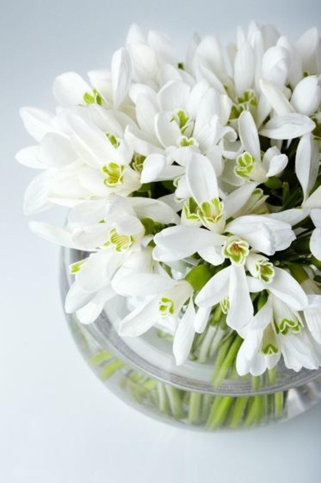 Картинка с днем рождения с подснежниками