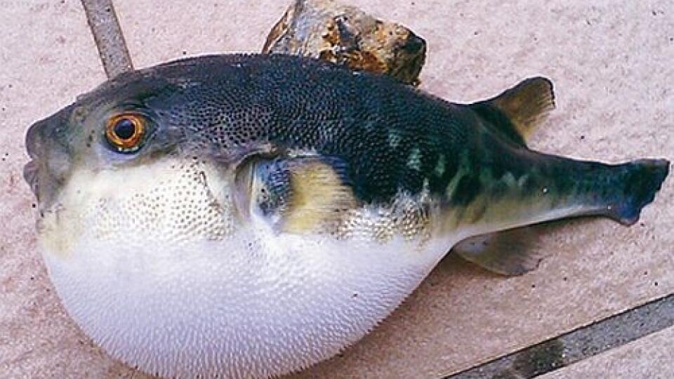 Fugu - japonská ryba je prudko jedovatá