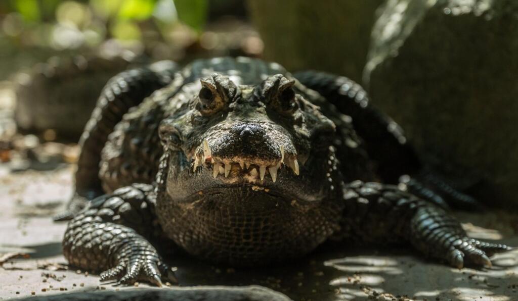 Тупорылый крокодил фото