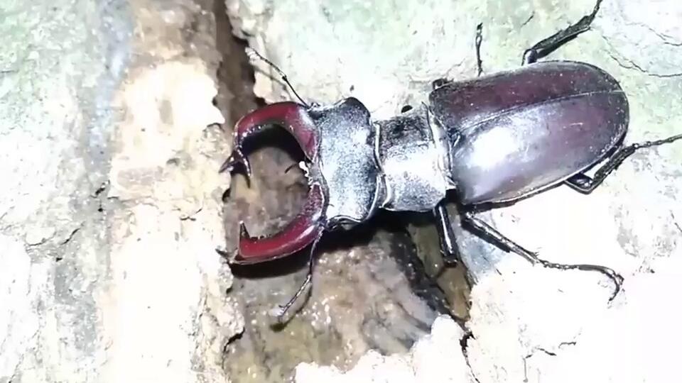 Roháč Veľký. Najväčši chrobák na našom území