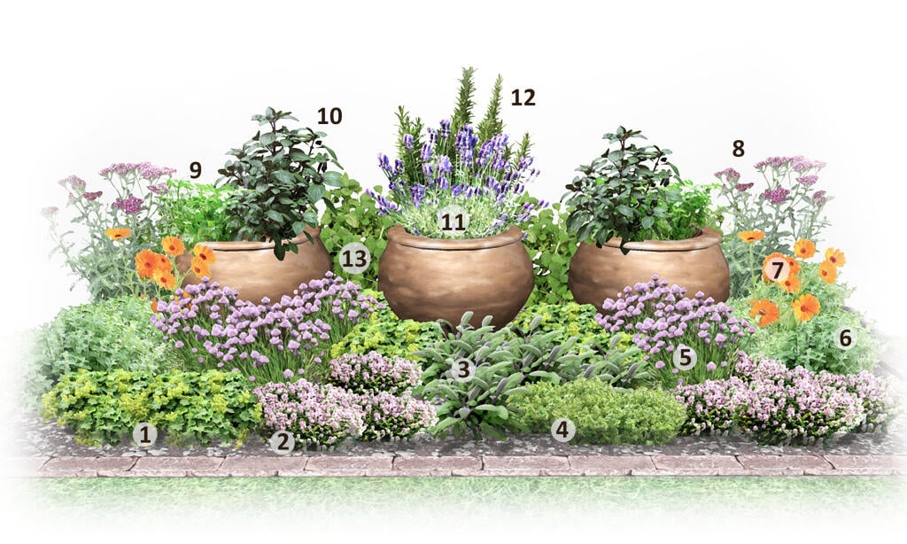 Rastliny použité vo výsadbe:
1 Alchemilka obyčajná
2 Dúška materina
3 Šalvia lekárska ‘Purpurascens’
4 Dúška tymianová – tymian
5 Cesnak pažítkový − pažítka
6 Kocúrnik ‘Blue Lagoon’
7 Nechtík lekársky
8 Rebríček obyčajný ‘Cerise Queen’
9 Petržlen vňaťový
10 Bazalka pravá
11 Levanduľa úzkolistá ‘Super Blue’
12 Rozmarín lekársky
13 Mäta pieporná