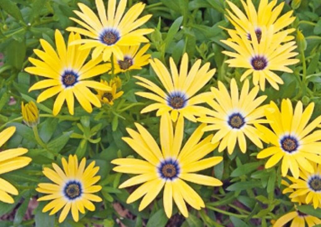 Osteospermum Banana Symphony