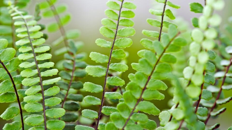 Slezinník červený (Asplenium trichomanes)