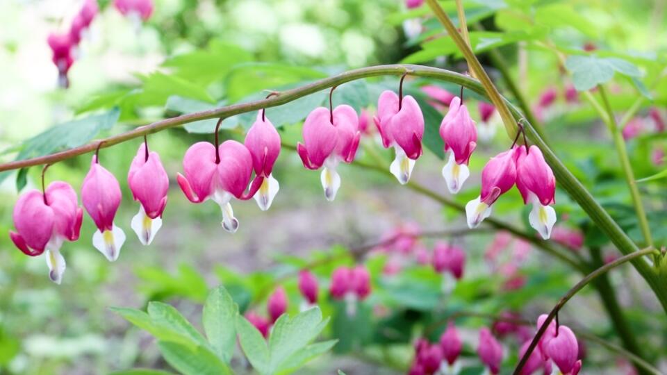 Srdcovka nádherná (Dicentra spectabilis)