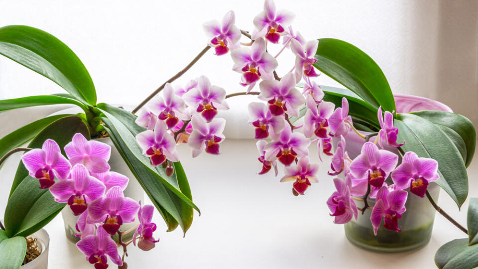 Orchidea