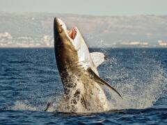 VIDEO Žralok ako korisť: Predátor nestihol ujsť pred iným lovcom