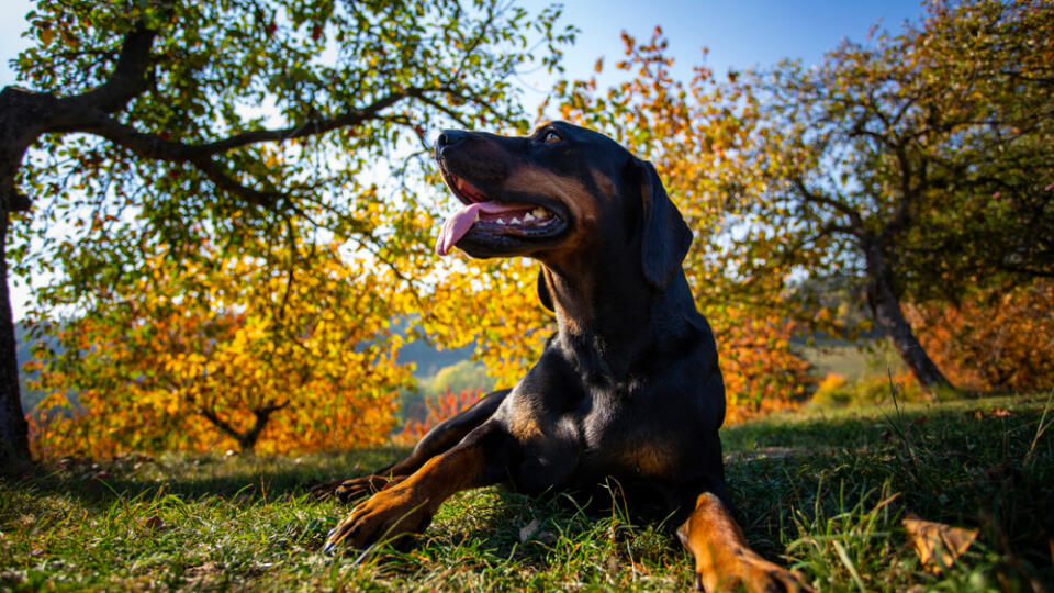 Portrait,Of,Slovakian,Hund,Kopov