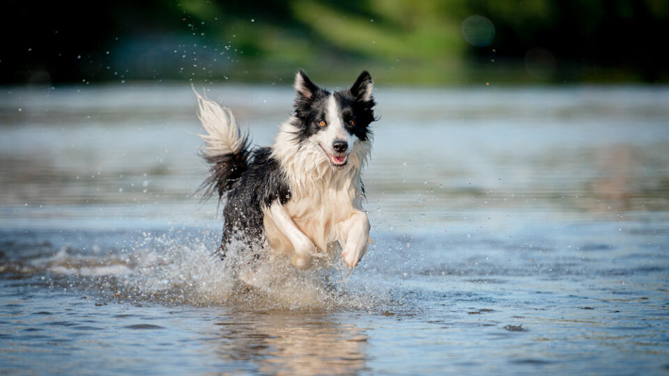 Cute,Black,And,White,Healthy,And,Happy,Dog,Breed,Border