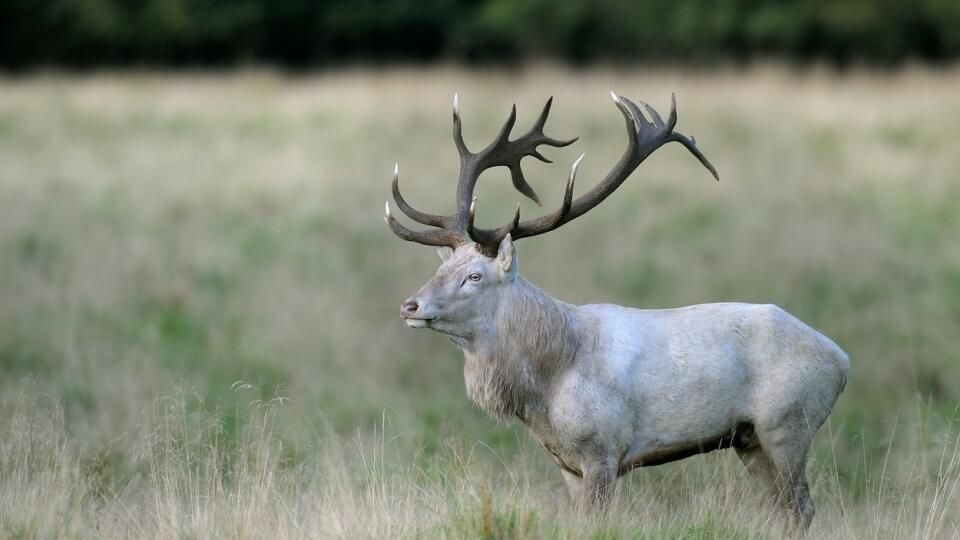 Jeleň lesný (Cervus elaphus) sa považuje za kráľa našich lesov a ak je ešte aj takejto farby, je doslova bielym kráľom.