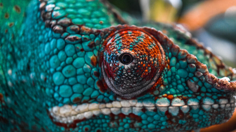 A,Panther,Chameleon,Eye,Closeup