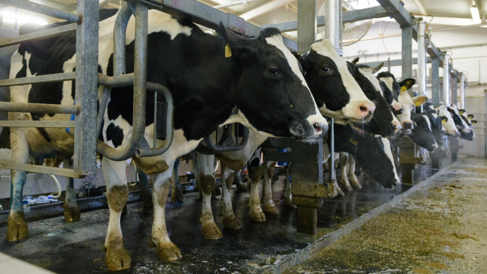 Na snímke dojenie kráv na farme v Dubníku v okrese Nové Zámky 18. decembra 2020. FOTO TASR – Henrich Mišovič