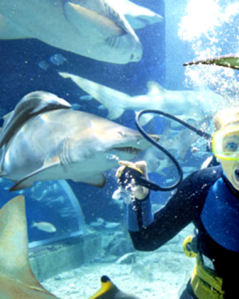 OTESTUJTE sa pred dovolenkou: Tento kvíz vám povie, či by ste prežili stretnutie so žralokom!