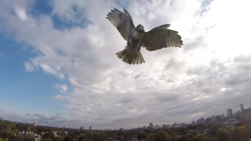 Útok dravca na dron