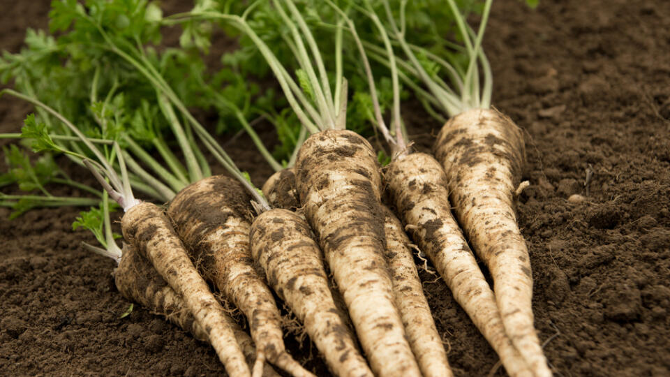 Fresh,Parsley.,Fresh,Harvested,Parsley,On,The,Ground.