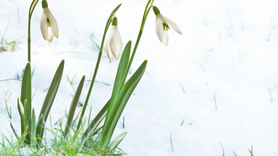 V noci na piatok (10. 5.) treba takmer na celom Slovensku rátať s prízemnými mrazmi. Upozorňuje na to Slovenský hydrometeorologický ústav (SHMÚ) na svojom webe. Vydal výstrahy prvého stupňa. (Ilustračné foto)