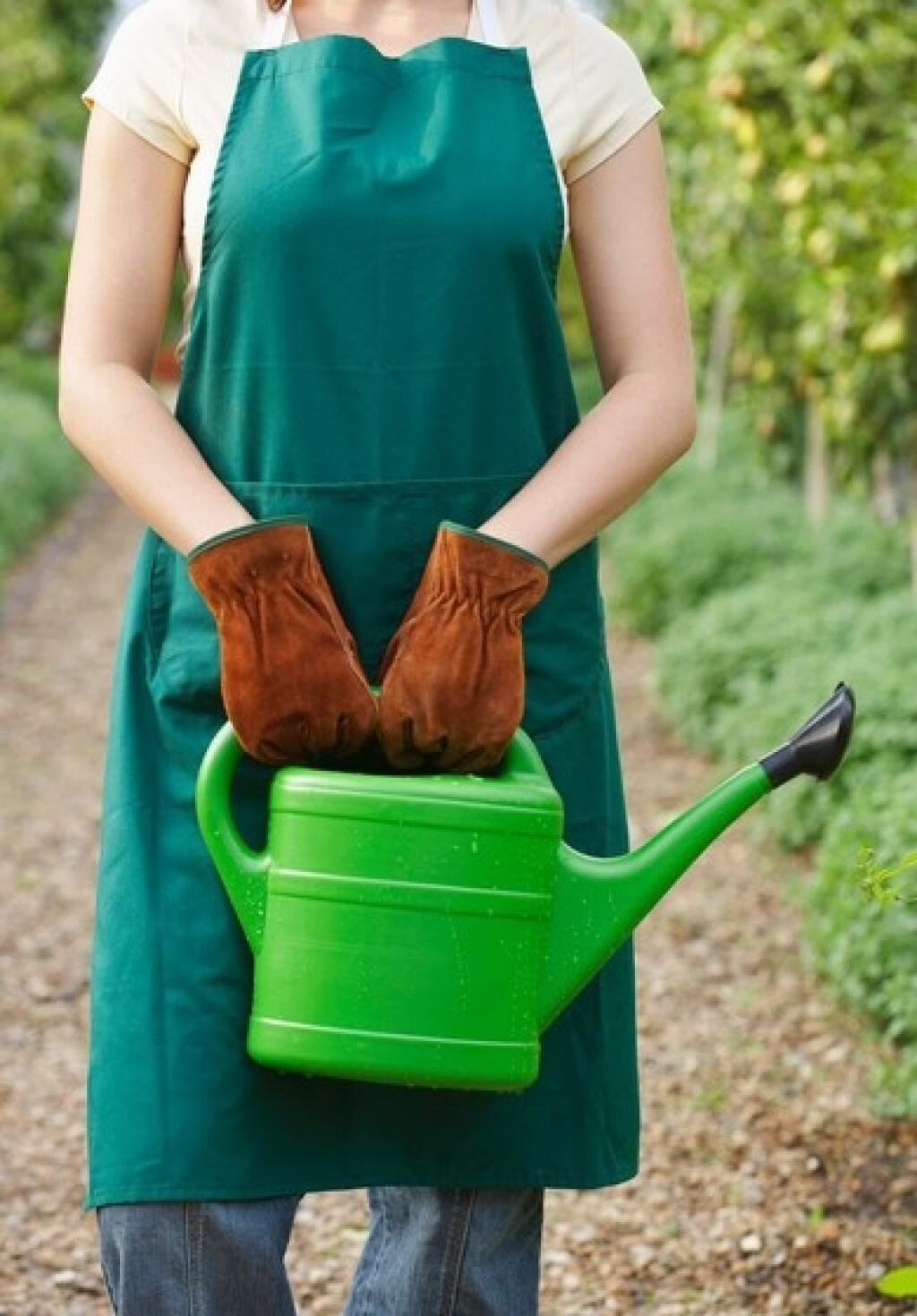 Pre mnohé plodiny je veľmi dôležitá pravidelná zálievka. zalievajte však skôr ráno. A ak hnojíte, tak je zálievka nevyhnutná.