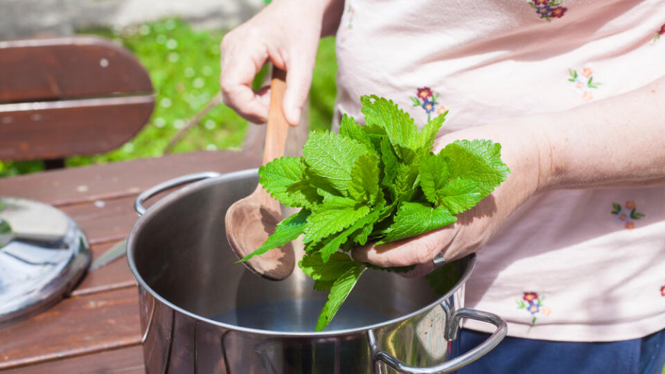 A,Woman,Putting,Leaves,Of,Lemon,Balm,-,Melissa,Officinalis