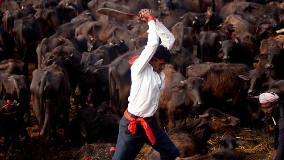 Začala sa obradná slávnosť obetovania zvierat Gadhimai