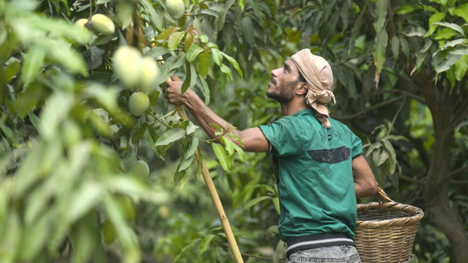WA 56 Ismailia - Pracovník zbiera mango na farme v meste Ismailia na severovýchode Egypta vo štvrtok 18. júla 2024. FOTO TASR/AP
A worker harvests mangos at Shagie farm in in Ismailia, northeastern Egypt, Thursday, July 18, 2024. (AP Photo/Amr Nabil)