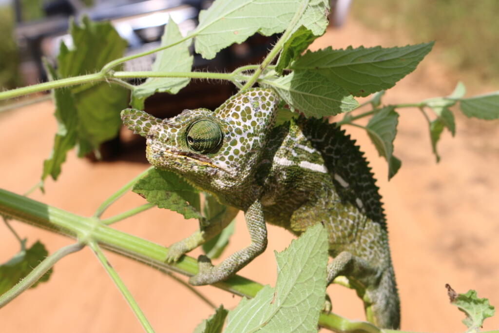 Labord's,Chameleon,Of,Madagascar