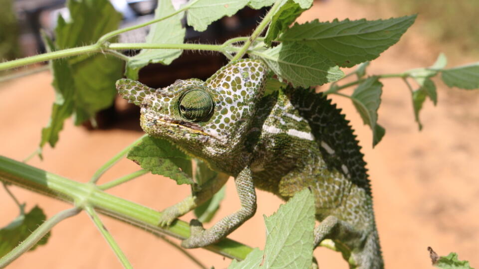 Labord's,Chameleon,Of,Madagascar