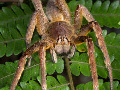 5 najjedovatejších pavúkov, na ktorých si treba dať pozor pri cestovaní
