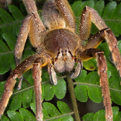 5 najjedovatejších pavúkov, na ktorých si treba dať pozor pri cestovaní