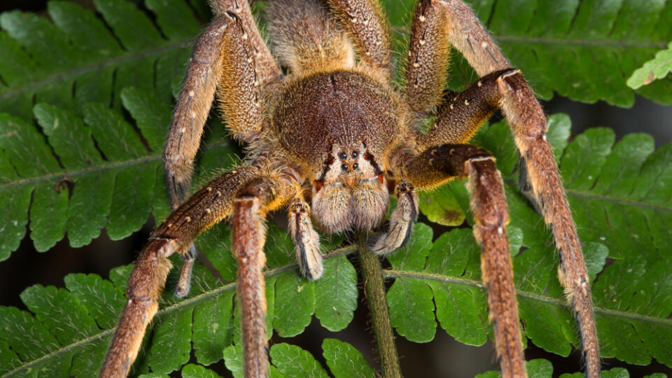 Brazilian,Wandering,Spider,In,Amazon,Rainforest