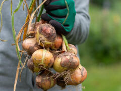 Zistili ste, že uskladnená CIBUĽA HNIJE? Spravte nabudúce toto, radí odborník!