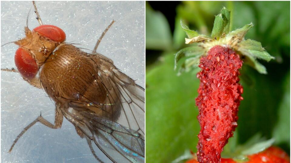 Drosophila suzukii poškodzuje takmer všetky druhy dozrievajúceho ovocia.