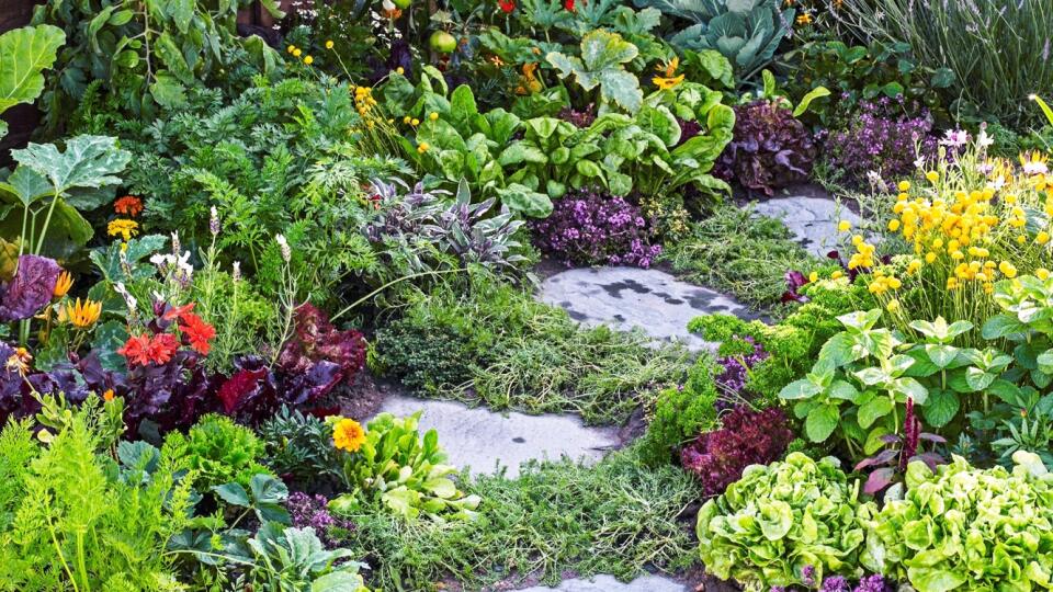 Potager vznikol vo Francúzsku a jeho názov je odvodený
od slova „potage“, čo v preklade znamená polievka.
„Jardin potager“ teda predstavuje ozdobnú zeleninovú
záhradu, kde sa pestujú všetky suroviny potrebné na
zmienený pokrm.