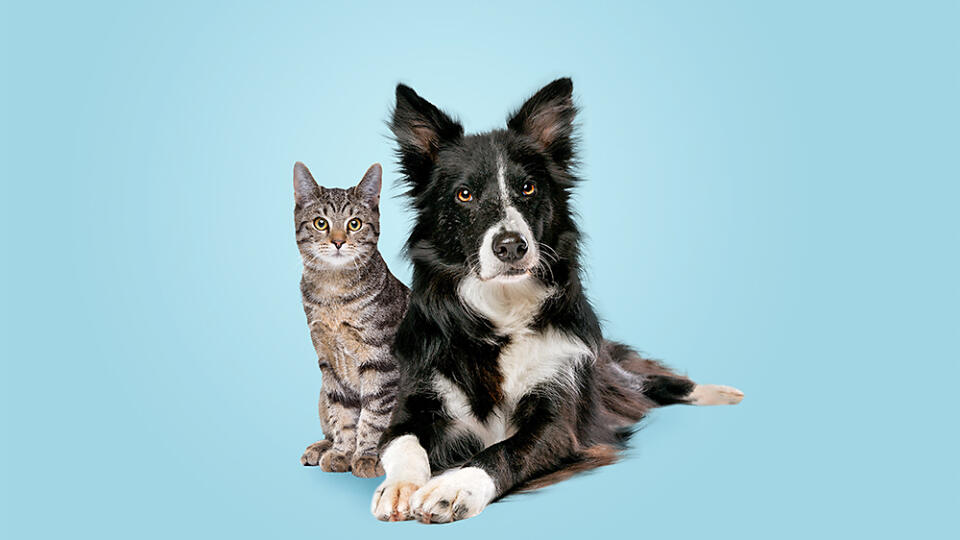 tabby cat and border collie dog in front of a blue gradient background