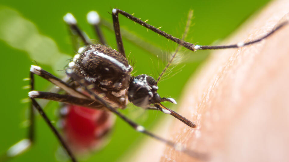 Super,Macro,Dangerous,Zica,Virus,Aedes,Aegypti,Mosquito,On,Human