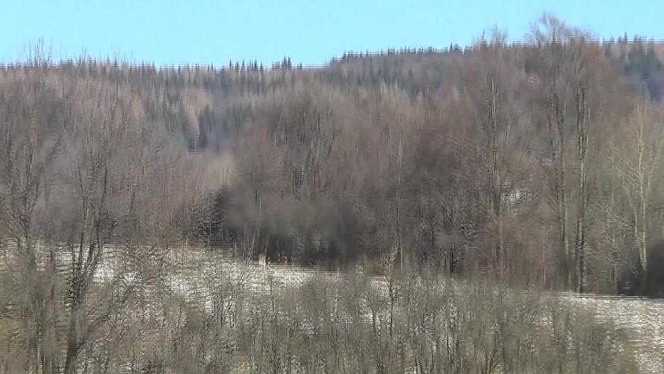 Počas prikrmovania sme natrafili na čriedu kapitálnych muflónov