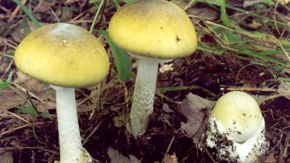 Бледная поганка название. Бледная поганка гриб. Amanita phalloides гриб. Мухомор и бледная поганка. 1. Бледная поганка.