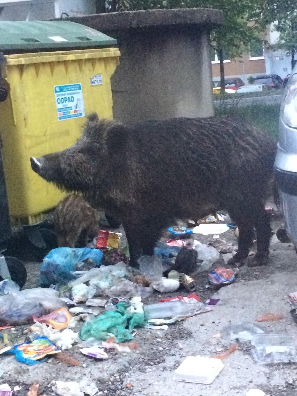 Diviaky sa prechádzajú po sídlisku a rozhadzujú kontajnery.