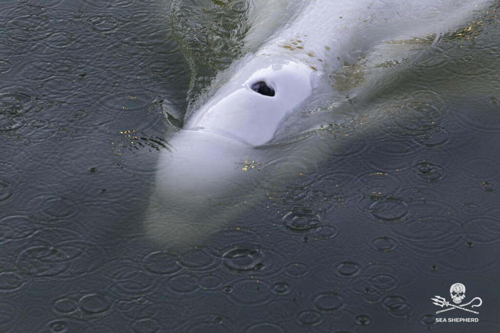 Na snímke zhotovenej v sobotu 6. augusta 2022 environmentálnou skupinou Sea Shepherd - bieluha, chránený druh veľryby, pláva v rieke Seina vo francúzskom Notre Dame de la Garenne.
