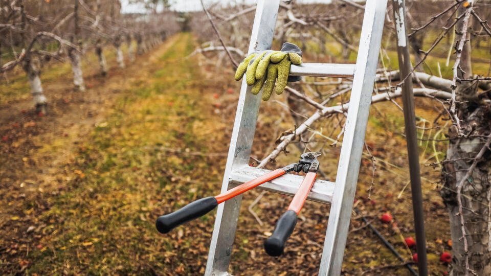 Apple,Pruning.,Pruning,Apple,Trees,New,Zealand.,Winter,Pruning.,Cutting