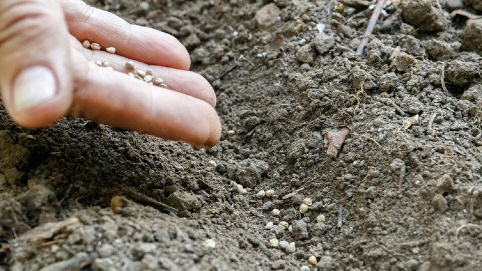 Osivo mrkvy sa seje na jar, v marci až v apríli priamo na pripravené hriadky.