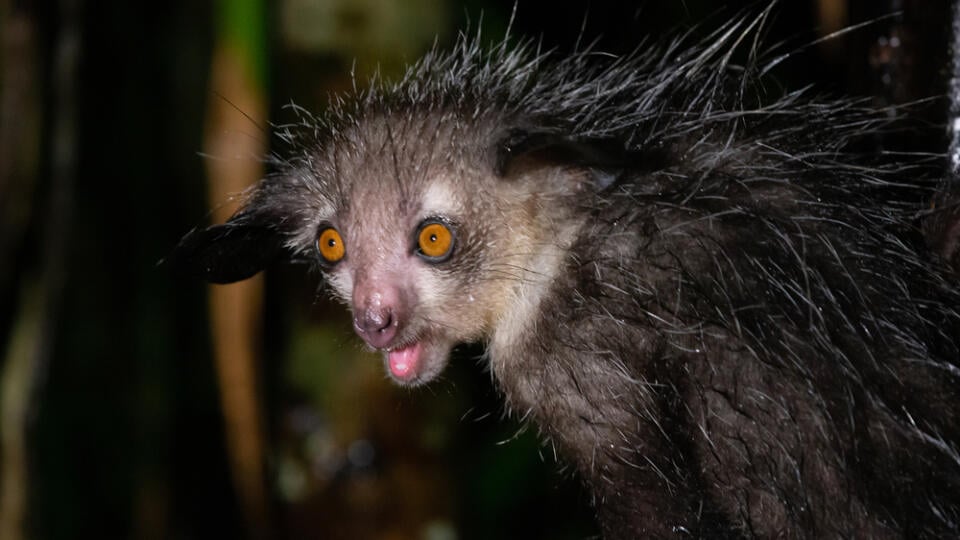 Existuje lemur, ktorého sa miestni a poverčiví obyvatelia boja a považujú ho za posla smrti. Poloopica ksukol, ktorú miestni nazývajú aye-aye, za svoju povesť zrejme vďačí nie príliš roztomilému vzhľadu. Vyzerá ako hybrid pandy, potkana a medvedíka čistotného, má veľké uši, oči a zuby, ktoré neprestávajú rásť. A za také ruky by sa nemusela hanbiť ani hororová príšera.